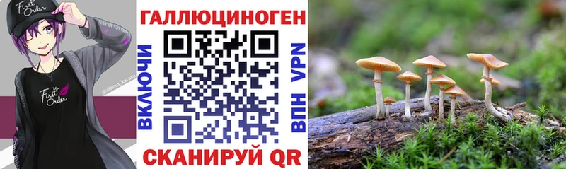 Купить  Инсар  Псилоцибиновые грибы Cubensis 